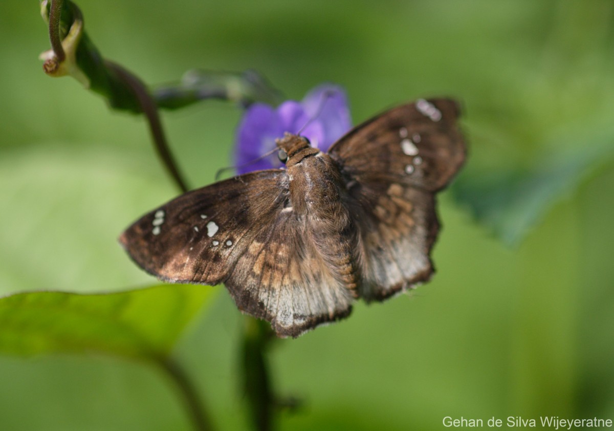 Caprona ransonnettii Felder, 1868